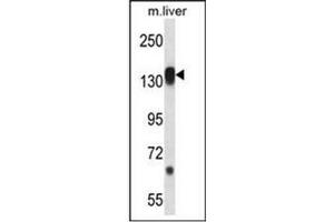 Western blot analysis in Mouse liver tissue lysates (35ug/lane) using RPS6KC1 Antibody (N-term) Cat. (RPS6KC1 抗体  (N-Term))