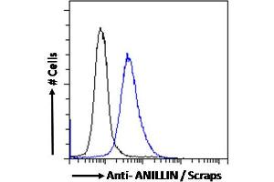 ABIN185086 Flow cytometric analysis of paraformaldehyde fixed MCF7 cells (blue line), permeabilized with 0. (Anillin 抗体  (C-Term))