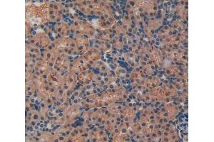 IHC-P analysis of kidney tissue, with DAB staining. (LIFR 抗体  (AA 382-486))