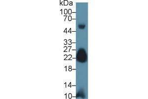 Western Blot; Sample: Mouse Skeletal muscle lysate; Primary Ab: 1µg/ml Rabbit Anti-Human MYL7 Antibody Second Ab: 0. (MYL7 抗体  (AA 11-148))