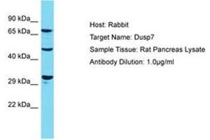 Image no. 1 for anti-Dual Specificity Phosphatase 7 (DUSP7) (AA 139-188) antibody (ABIN6750329) (DUSP7 抗体  (AA 139-188))