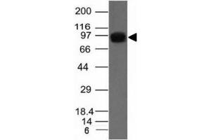 Western blot of A431 cell lysate using Nucleolin antibody. (Nucleolin 抗体)