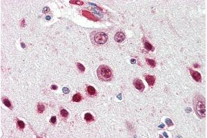 ABIN334449 (5µg/ml) staining of paraffin embedded Human Cortex. (NOVA1 抗体  (Internal Region))
