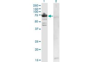 Western Blot analysis of RARS expression in transfected 293T cell line by RARS monoclonal antibody (M02), clone 1A2. (RARS 抗体  (AA 1-660))
