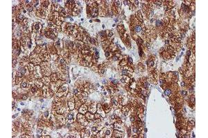 Image no. 12 for anti-Protein Disulfide Isomerase Family A, Member 4 (PDIA4) antibody (ABIN1500110) (PDIA4 抗体)