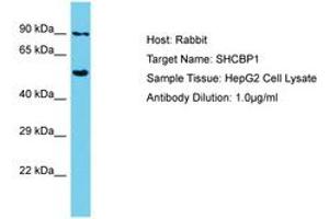 Image no. 1 for anti-SHC SH2-Domain Binding Protein 1 (SHCBP1) (AA 526-575) antibody (ABIN6750678) (SHCBP1 抗体  (AA 526-575))