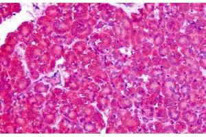 Anti-ASCT1 / SLC1A4 antibody IHC staining of human pancreas.