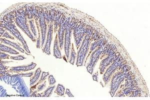 Immunohistochemical analysis of paraffin-embedded mouse colon tissue. (Caspase 3 p17 (AA 100-180), (Cleaved-Asp175) 抗体)