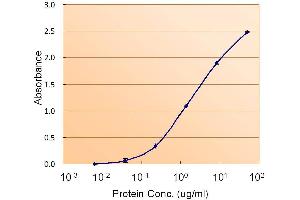 ABIN571025 (1. (Calnexin 抗体  (Internal Region))
