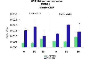 Quiescent human colon carcinoma HCT116 cultures were treated with 10% FBS for three time points (0, 15, 30min) or (0, 30, 60min) were used in Matrix-ChIP and real-time PCR assays at EGR1 gene (Exon1) and 15kb upstream site. (MED21 抗体  (N-Term))