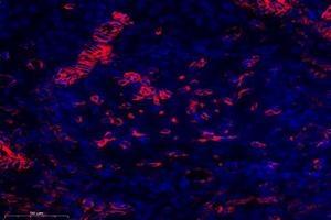 Immunofluorescent analysis of paraformaldehyde-fixed rat ovary using,OMD (ABIN7074956) at dilution of 1: 1000 (Osteomodulin 抗体)