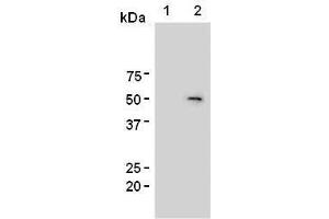 Western Blotting (WB) image for anti-Forkhead Box P3 (FOXP3) antibody (ABIN1449247) (FOXP3 抗体)