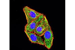 Immunofluorescence analysis of Hela cells using CD49B mouse mAb (green). (ITGA2 抗体  (AA 994-1132))