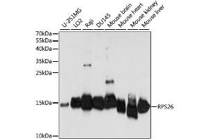 Western blot analysis of extracts of various cell lines, using RPS26 antibody (ABIN6294140) at 1:1000 dilution. (RPS26 抗体)