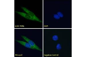 Immunofluorescence (IF) image for anti-Fragile X Mental Retardation, Autosomal Homolog 1 (FXR1) (Internal Region) antibody (ABIN185683)