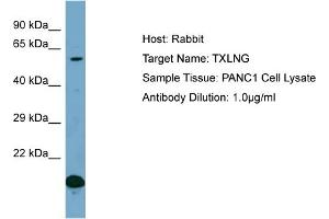 Host: Rabbit Target Name: TXLNG Sample Type: PANC1 Whole Cell lysates Antibody Dilution: 1. (Taxilin gamma (TXLNG) (C-Term) 抗体)