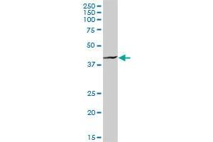 HOMER1 MaxPab rabbit polyclonal antibody. (HOMER1 抗体  (AA 1-354))