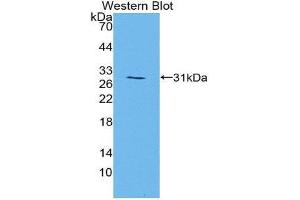 Western Blotting (WB) image for anti-Mitogen-Activated Protein Kinase 7 (MAPK7) (AA 185-419) antibody (ABIN1859755) (MAPK7 抗体  (AA 185-419))