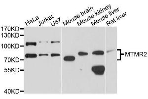 Western blot analysis of extracts of various cell lines, using MTMR2 antibody (ABIN5996180) at 1/1000 dilution. (MTMR2 抗体)