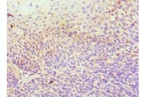 Immunohistochemistry of paraffin-embedded human tonsil tissue using ABIN7156037 at dilution of 1:100 (ICOSLG 抗体  (AA 19-256))