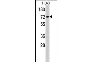Western blot analysis of TOA antibody (C-term) (ABIN390707 and ABIN2840991) in HL60 cell line lysates (35 μg/lane). (TOM70 抗体  (C-Term))