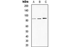 Western blot analysis of STAT1 expression in HeLa (A), MCF7 (B), H9C2 (C) whole cell lysates. (STAT1 抗体  (C-Term))
