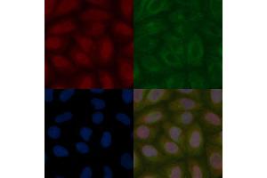 PEG10 Mouse Monoclonal Antibody staining Hela cells by IF/ICC. (PEG10 抗体)
