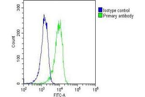 Overlay histogram showing A431 cells stained with (ABIN6243294 and ABIN6577178)(green line). (RYK 抗体  (AA 260-565))