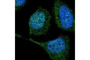 Immunofluorescent staining of human cell line U-2 OS with TXNDC2 polyclonal antibody  at 1-4 ug/mL dilution shows positivity in nucleus but not nucleoli and cytoplasm. (TXNDC2 抗体)