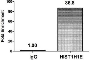 Chromatin Immunoprecipitation Hela (4*10 6 , treated with 30 mM sodium butyrate for 4h) were treated with Micrococcal Nuclease, sonicated, and immunoprecipitated with 5 μg anti-HIST1H1E (ABIN7139188) or a control normal rabbit IgG. (HIST1H1E 抗体  (acLys51))