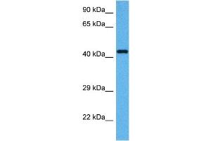 Western Blotting (WB) image for anti-Actin, beta (ACTB) (Middle Region) antibody (ABIN2778644)