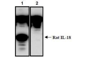 Western Blotting (WB) image for anti-Interleukin 18 (IL18) (AA 37-194) antibody (ABIN1449293) (IL-18 抗体  (AA 37-194))