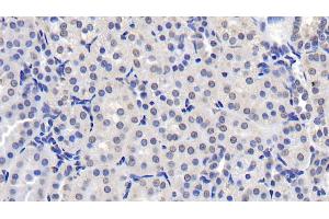 Detection of NUMA1 in Human Kidney Tissue using Monoclonal Antibody to Nuclear Mitotic Apparatus Protein 1 (NUMA1) (NUMA1 抗体  (AA 1700-2115))