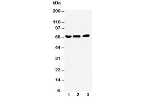 Western blot testing of NUR77 antibody and Lane 1:  A431 (NR4A1 抗体  (N-Term))