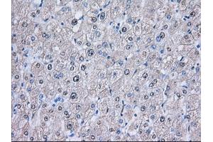 Image no. 6 for anti-Nucleoredoxin-Like 2 (NXNL2) antibody (ABIN1499887) (NXNL2 抗体)