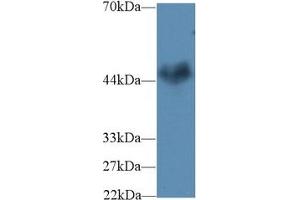 Western Blot; Sample: Mouse Cerebrum lysate; Primary Ab: 2µg/ml Rabbit Anti-Human CNTFR Antibody Second Ab: 0. (CNTF Receptor alpha 抗体  (AA 120-358))