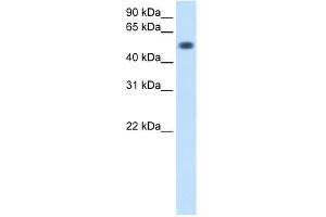 WB Suggested Anti-TOR3A Antibody Titration:  0. (TOR3A 抗体  (Middle Region))