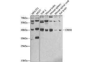 Western blot analysis of extracts of various cell lines, using CREB1 antibody (ABIN6127541, ABIN6139008, ABIN6139011 and ABIN6219541) at 1:1000 dilution. (CREB1 抗体  (AA 1-120))