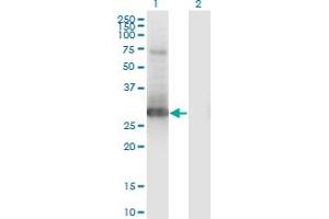Western Blot analysis of PRRX1 expression in transfected 293T cell line by PRRX1 monoclonal antibody (M01), clone 1E2. (PRRX1 抗体  (AA 1-90))