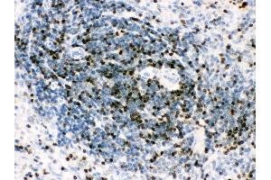Anti- RUNX3 Picoband antibody, IHC(P) IHC(P): Rat Spleen Tissue (RUNX3 抗体  (AA 128-270))