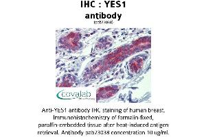 Image no. 1 for anti-V-Yes-1 Yamaguchi Sarcoma Viral Oncogene Homolog 1 (YES1) (AA 284-541) antibody (ABIN1740886) (YES1 抗体  (AA 284-541))