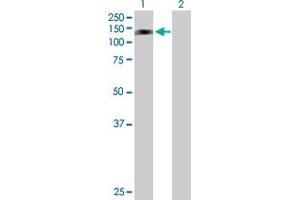 Western Blot analysis of RFX6 expression in transfected 293T cell line by RFX6 MaxPab polyclonal antibody. (RFX6 抗体  (AA 1-928))