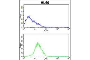 Flow cytometric analysis of HL60 cells (bottom histogram) compared to a negative control cell (top histogram). (SERPINB7 抗体  (AA 108-137))