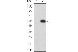 Western blot analysis using CD89 mAb against HEK293 (1) and CD89 (AA: extra 22-227)-hIgGFc transfected HEK293 (2) cell lysate. (FCAR 抗体  (AA 22-227))