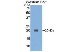 Detection of Recombinant FUR, Mouse using Polyclonal Antibody to Furin (FUR) (FURIN 抗体  (AA 418-573))