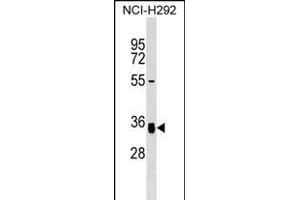 GNPTG Antibody (C-term) (ABIN1536973 and ABIN2849730) western blot analysis in NCI- cell line lysates (35 μg/lane). (GNPTG 抗体  (C-Term))