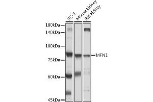 Western blot analysis of extracts of various cell lines, using MFN1 antibody (ABIN7268605) at 1:500 dilution. (MFN1 抗体  (AA 1-100))