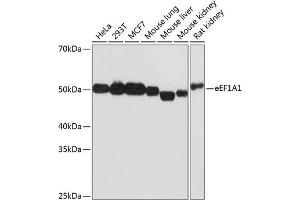 Western blot analysis of extracts of various cell lines, using eEF1 Rabbit mAb (1545) at 1:1000 dilution. (eEF1A1 抗体)