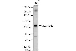 Western blot analysis of extracts of HeLa cells, using Caspase-11 antibody (ABIN6131528, ABIN6137966, ABIN6137967 and ABIN6222159) at 1:500 dilution.