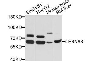 Western blot analysis of extracts of various cell lines, using CHRNA3 antibody (ABIN4903283) at 1:1000 dilution. (CHRNA3 抗体)